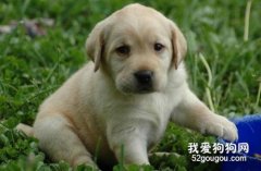 怎樣判斷拉布拉多純不純？