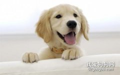 純種狗和雜交狗的區別