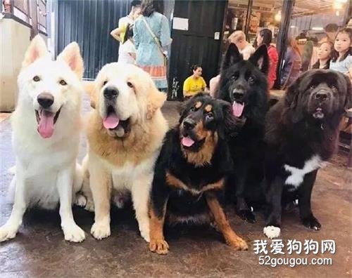 “消費”狗狗的咖啡館？它背后的故事竟這樣讓人心疼！