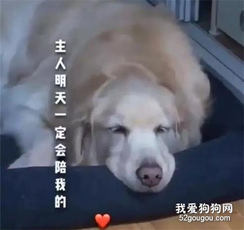 大金毛的一天，你看到哪一幕時落淚的…