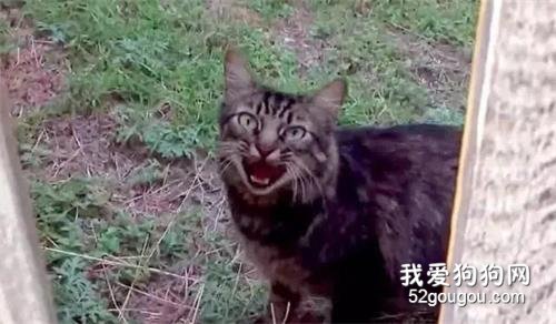 貓咪不幸走丟，一年后卻奇跡般找了回家