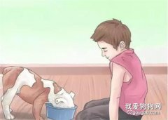 養狗必須做到的13個責任，你做到了幾個？