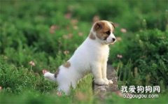 這份攻略請收藏！送給新養狗狗的主人們！