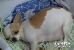 狗狗下崽間隔多久?