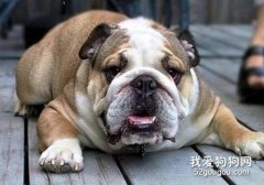 斗牛犬懷孕多久生產？