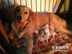 狗狗坐月子需要注意哪些問題？