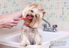 狗狗牙結石的清理辦法