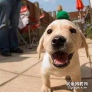 狗扭傷和骨折的區別以及處理辦法