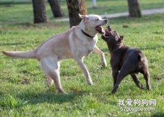 狗打架被咬傷的常規處理方法