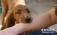 被自己家狗爪子劃傷需要打疫苗嗎？