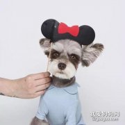 狗狗角膜炎多久能恢復？