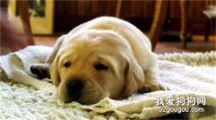 狗狗肚子脹氣怎么辦?