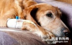 狗狗嘔吐沒精神 應警惕細小和犬瘟