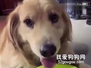 正在吃零食的金毛被主人制止，這小臉給委屈的....