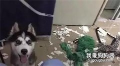 高價買回二哈，結果它愛上了糞坑...主人崩潰
