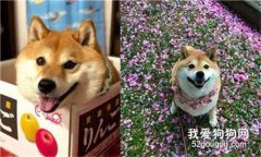 狗狗因怕“曬黑”，所以堅決拒絕出門！
