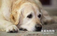 狗臨死前的征兆 有這些征兆就多陪陪它吧