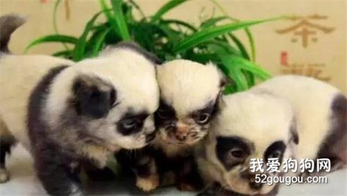 狗狗懷孕了，卻生出三只“國寶”熊貓，看完驚呆了...
