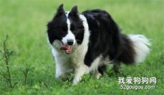 邊牧感冒發燒如何快速退燒 ?