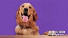 金毛發燒怎么辦? 快速退燒治療?