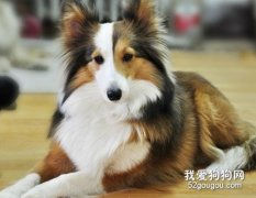 如何判斷狗狗體內有沒有蟲 怎么驅蟲你知道嗎?
