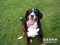 家里驅蟲最有效的方法