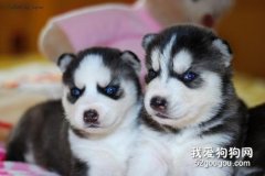 狗狗犬窩咳原因癥狀以及治療預防方法