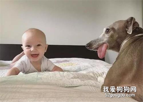 它是一只患有恐懼癥的狗狗，最后卻被小嬰兒治愈了...