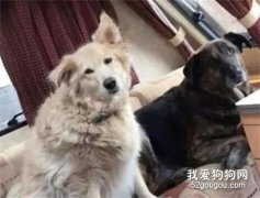 十年之后，我還是那么想念汪星的你！