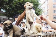 馬上國內又要殺死一大批狗，而日本卻因這個保護措施獲大家力挺