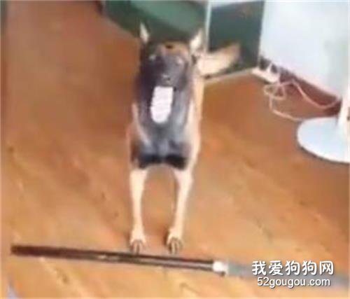 金毛聽主人說要殺了馬犬，立馬轉身拿來了刀....