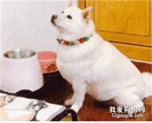 主人忘記給白柴喂狗糧，沒想到回家后，它含著淚水望著天花板，超委屈！
