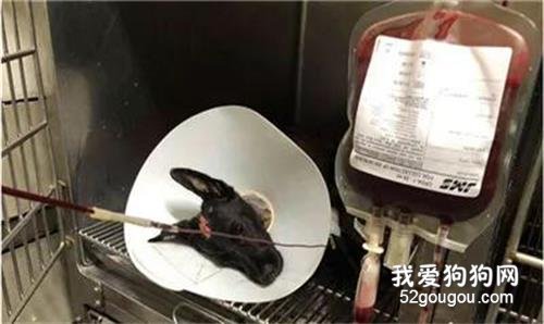 小黑狗被燙傷到皮開肉綻，慘遭拋棄，目前仍未脫離危險