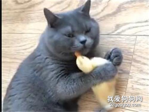 萬萬沒想到，原來貓咪的真愛是小黃鴨！