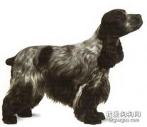 科克犬的毛發美容