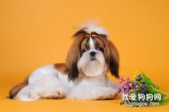 家養的狗狗怎樣美容?