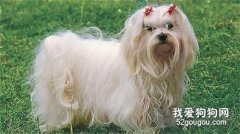 馬耳他犬的毛發修剪