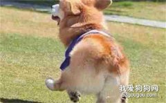 給狗夠美容打扮的幾種方式