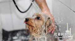 怎樣幫狗狗洗澡?