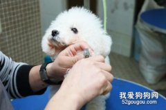 給犬美容間接促進其健康