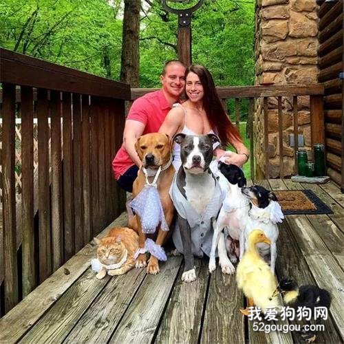 國外一對夫妻收養了四條狗，一只貓和兩只鴨子，這一家九口也太幸福了吧！