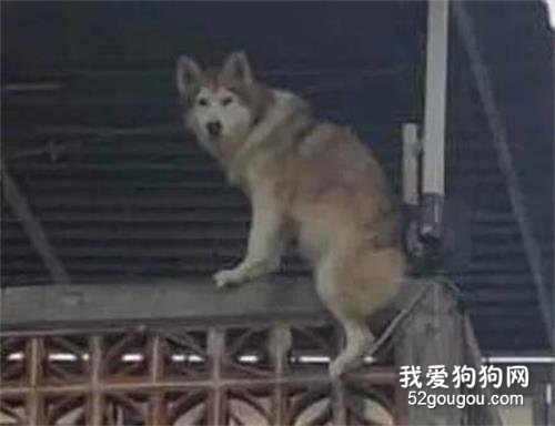 鄰居來電稱哈士奇要跳樓，主人趕回看到這一幕，瞬間笑瘋了！