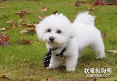 怎么訓練比熊叼東西?