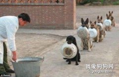 如何訓練寵物狗狗養成吃飯進食的好習慣？