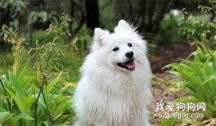 薩摩耶護食怎么辦？