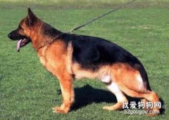 怎么教德牧坐立 掌握這些技巧很重要