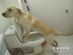 怎么訓練拉布拉多上廁所？