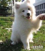 薩摩耶怎么訓練握手？