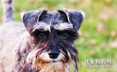 雪納瑞定點大小便訓練方法