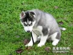 哈士奇如何訓練定點上廁所 這幾個步驟要把握